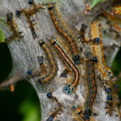 Malacosma neustrium