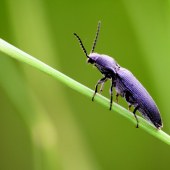 Argypnus murinus