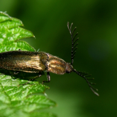 Corymbytes cupreus