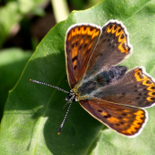 Lycaena tityrus