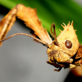 PREDATOR(Extasoma tiaratum)
