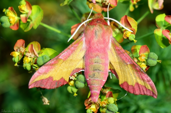 Deilephila porcellus(Lišaj vrbicový)