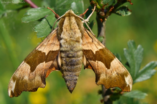 Mimas tiliae(lišaj lipový)