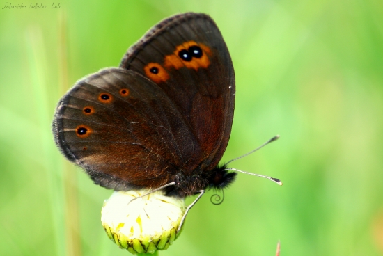 Erebia medusa(očkáň prstovkový)