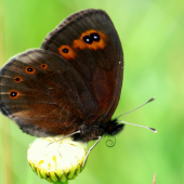 Erebia medusa(očkáň prstovkový)