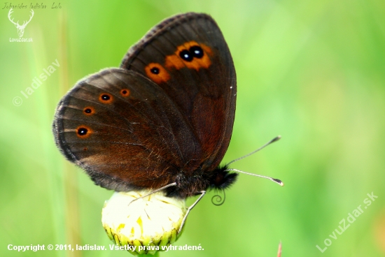 Erebia medusa(očkáň prstovkový)