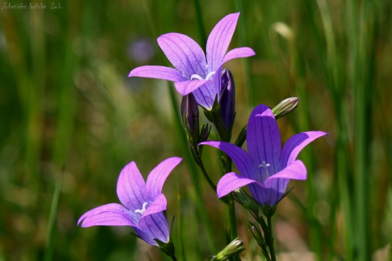Campanula patula(zvončeky)