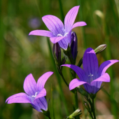 Campanula patula(zvončeky)