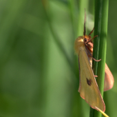 Spriadač chrastavcový(Diacrisia sannio)