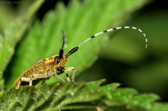 Vrzúnik úzkoštíty