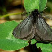 Penthophera morio