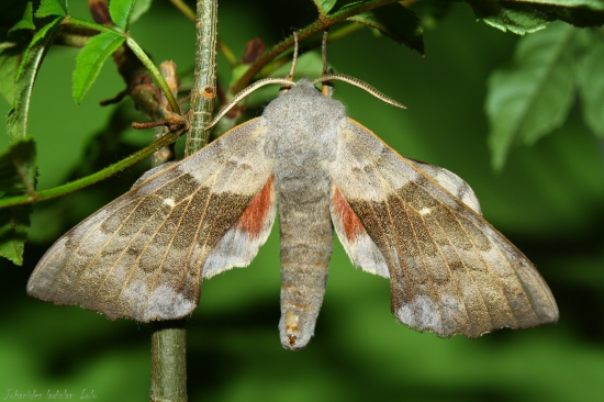 Laothoe populi(lišaj topoľový)