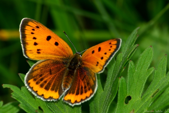 Lycaena dispar(Ohniváčik veľký samička)