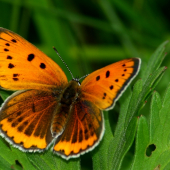 Lycaena dispar(Ohniváčik veľký samička)