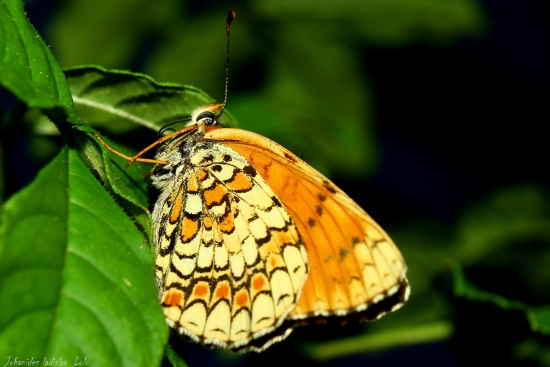 Melitaea phoebe(hnedáčik nevädzový)