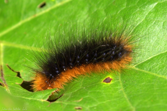 Pankáč (spriadač medvedí)