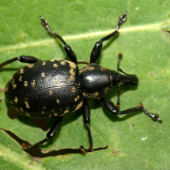 Larinus