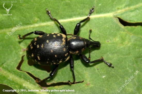 Larinus