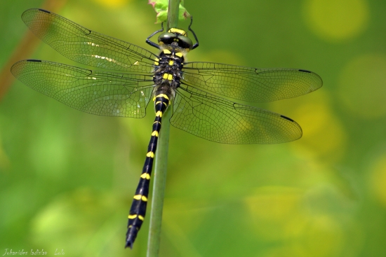 Aeshna cyanea(šidlo)