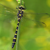 Aeshna cyanea(šidlo)