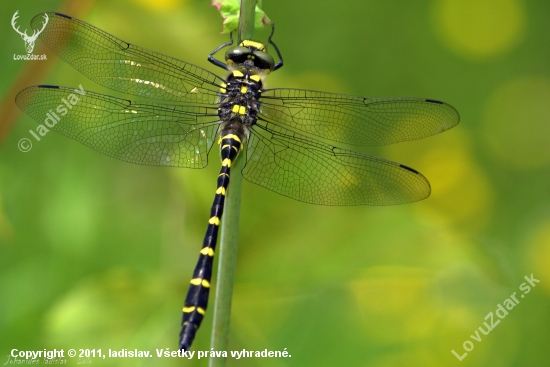 Aeshna cyanea(šidlo)