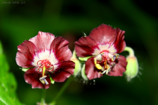 neznáma(pakost hnedočervený)