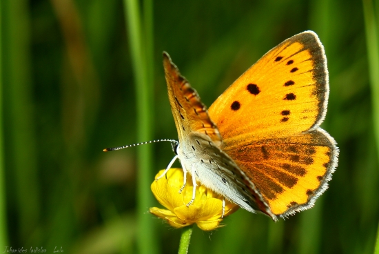 Lycaena dispar(Ohniváčik veľký samička)
