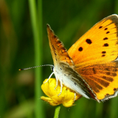 Lycaena dispar(Ohniváčik veľký samička)