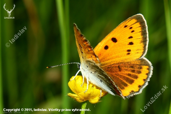 Lycaena dispar(Ohniváčik veľký samička)