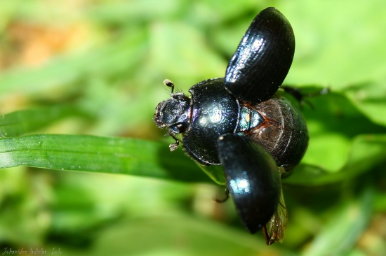 Lajniak obyčajný(geotrupes)
