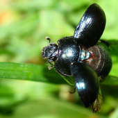 Lajniak obyčajný(geotrupes)