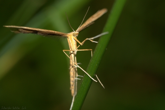 Pterophorus monodactylus(Pierkavec pupencový)
