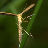 Pterophorus monodactylus(Pierkavec pupencový)