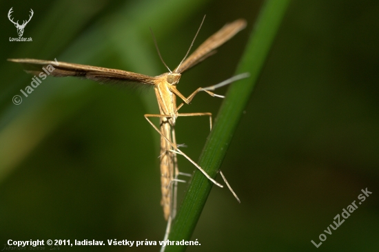 Pterophorus monodactylus(Pierkavec pupencový)