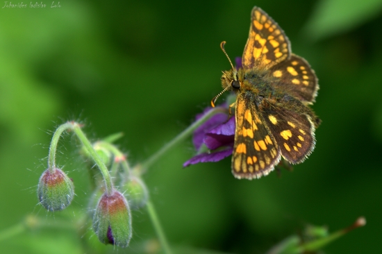 Súmračník skoroceľový(carterocephalus palaemon)