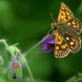 Súmračník skoroceľový(carterocephalus palaemon)