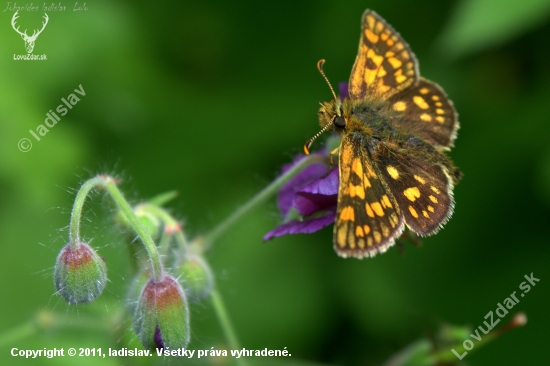 Súmračník skoroceľový(carterocephalus palaemon)