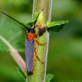 Musaria affinis