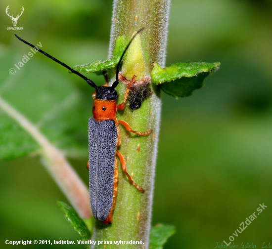 Musaria affinis