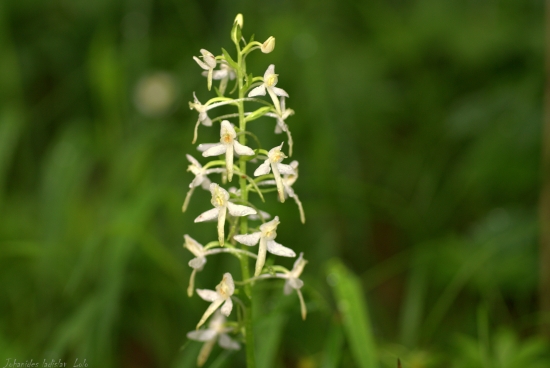 Vemeník dvojlistý(Platanthera bifolia)