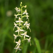 Vemeník dvojlistý(Platanthera bifolia)