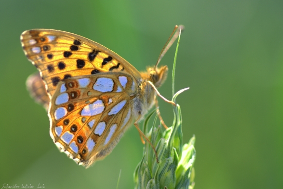Perlovec malý(Issoria lathonia)