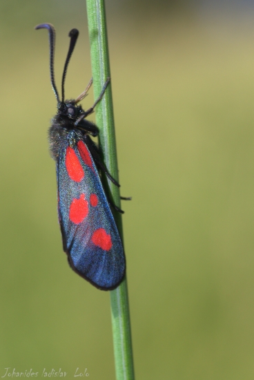 Vretienka obyčajná(Zygaena filipendulae)