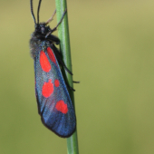 Vretienka obyčajná(Zygaena filipendulae)