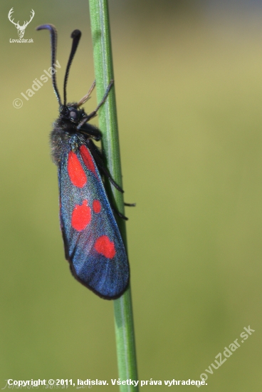Vretienka obyčajná(Zygaena filipendulae)