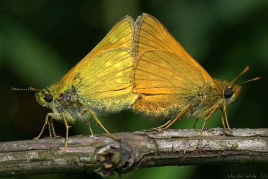 Súmračník hrdzavý(Ochlodes faunus)