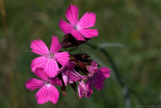 Klinček kartuziansky(Dianthus carthusianorum)