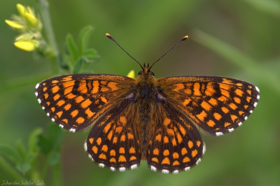 Hnedáčik skoroceľový(Melitaea athalia)