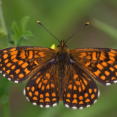 Hnedáčik skoroceľový(Melitaea athalia)