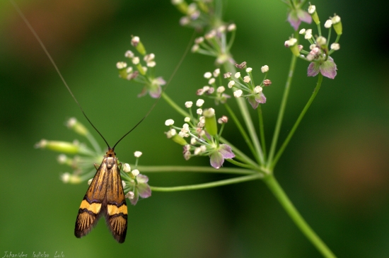 Nemophora degeerella
